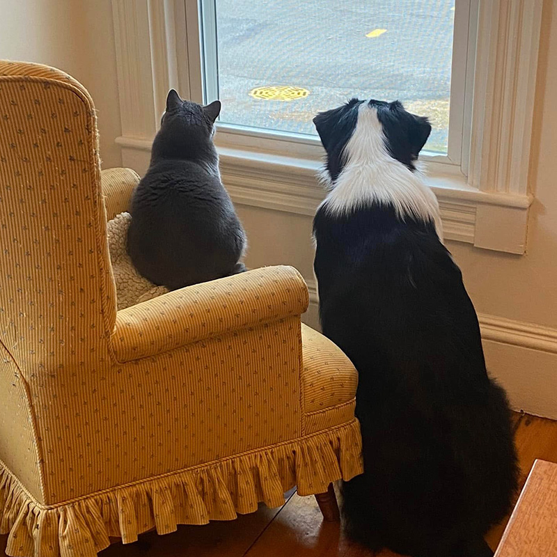 cat_dog cat and dog looking out window