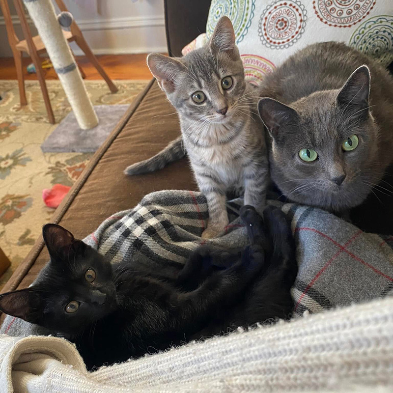 cats kittens on a chair