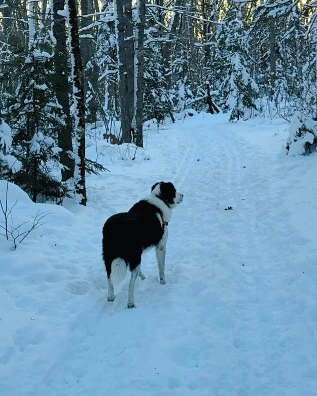 pet-loss_services Dog in the woodsd