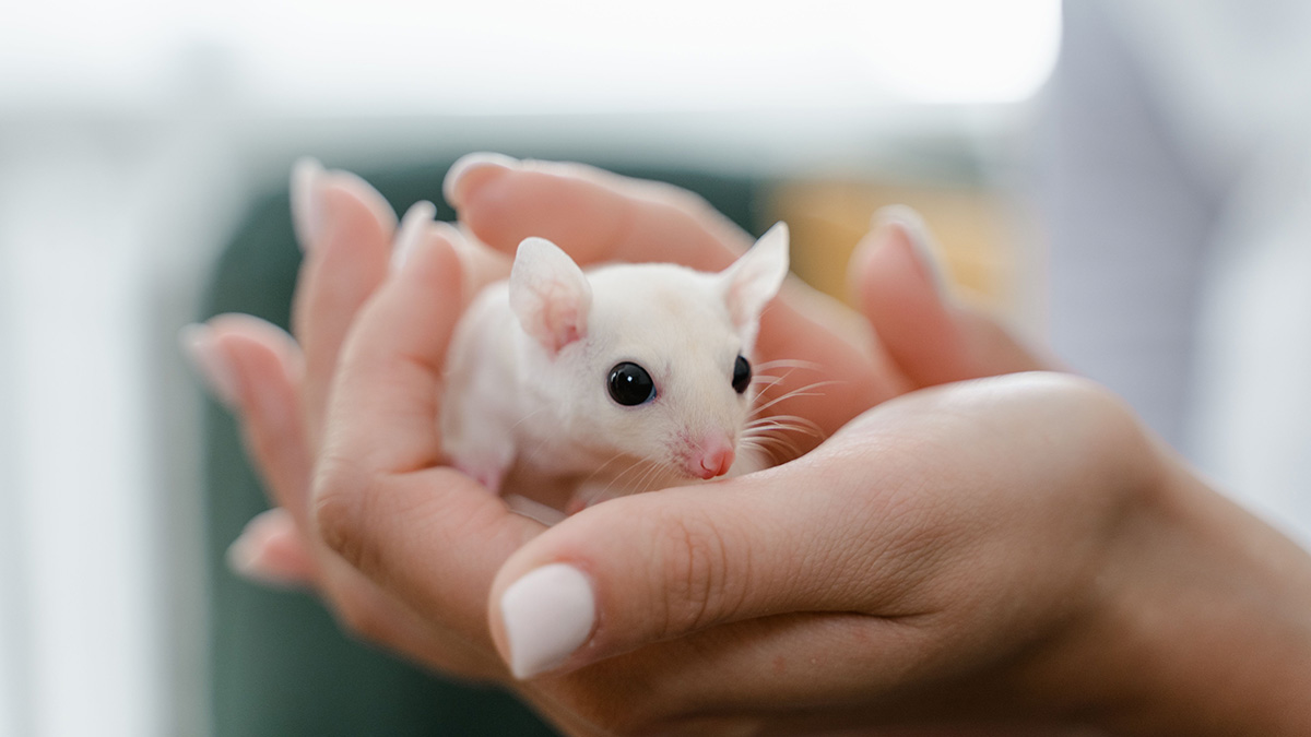 Woman holding a pet rat in her hand