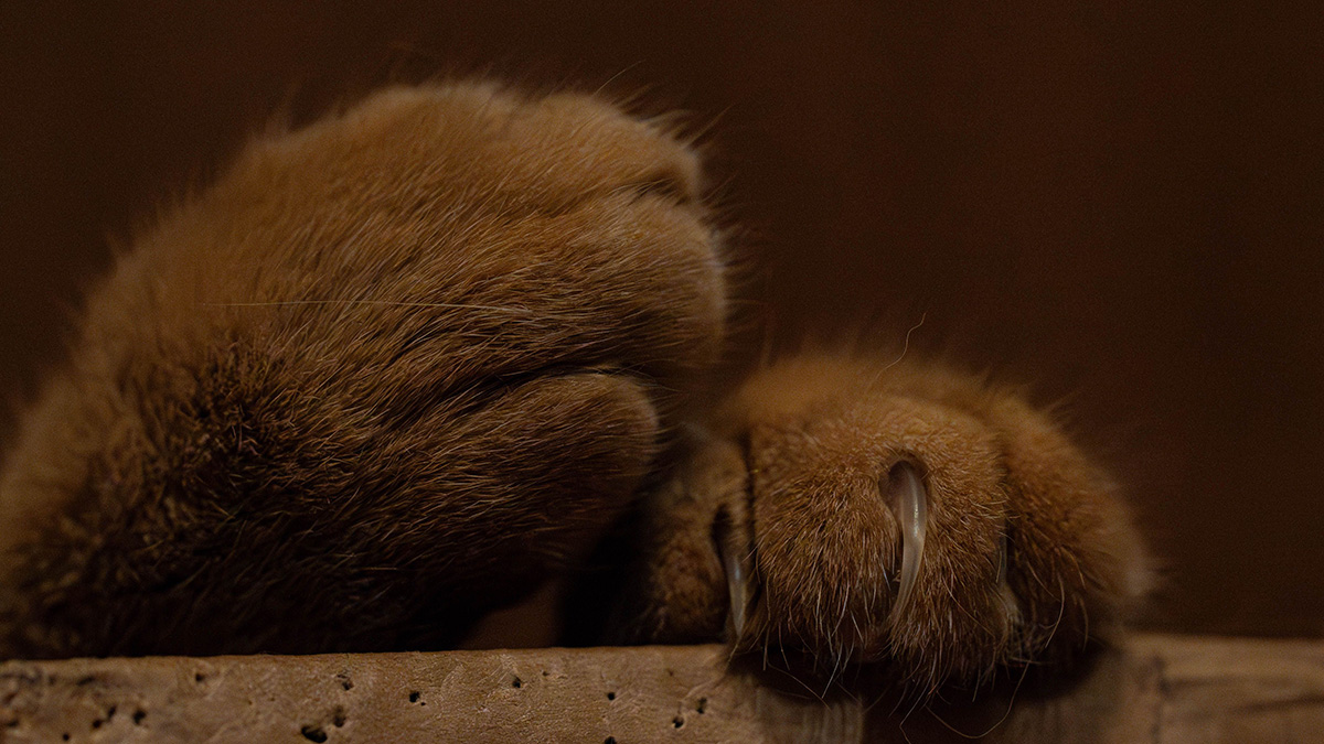 Grieving the loss of a pet