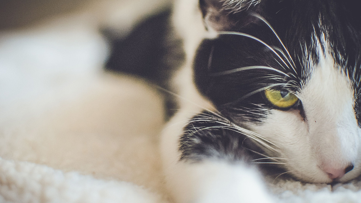 Feline Infectious Peritonitis Support